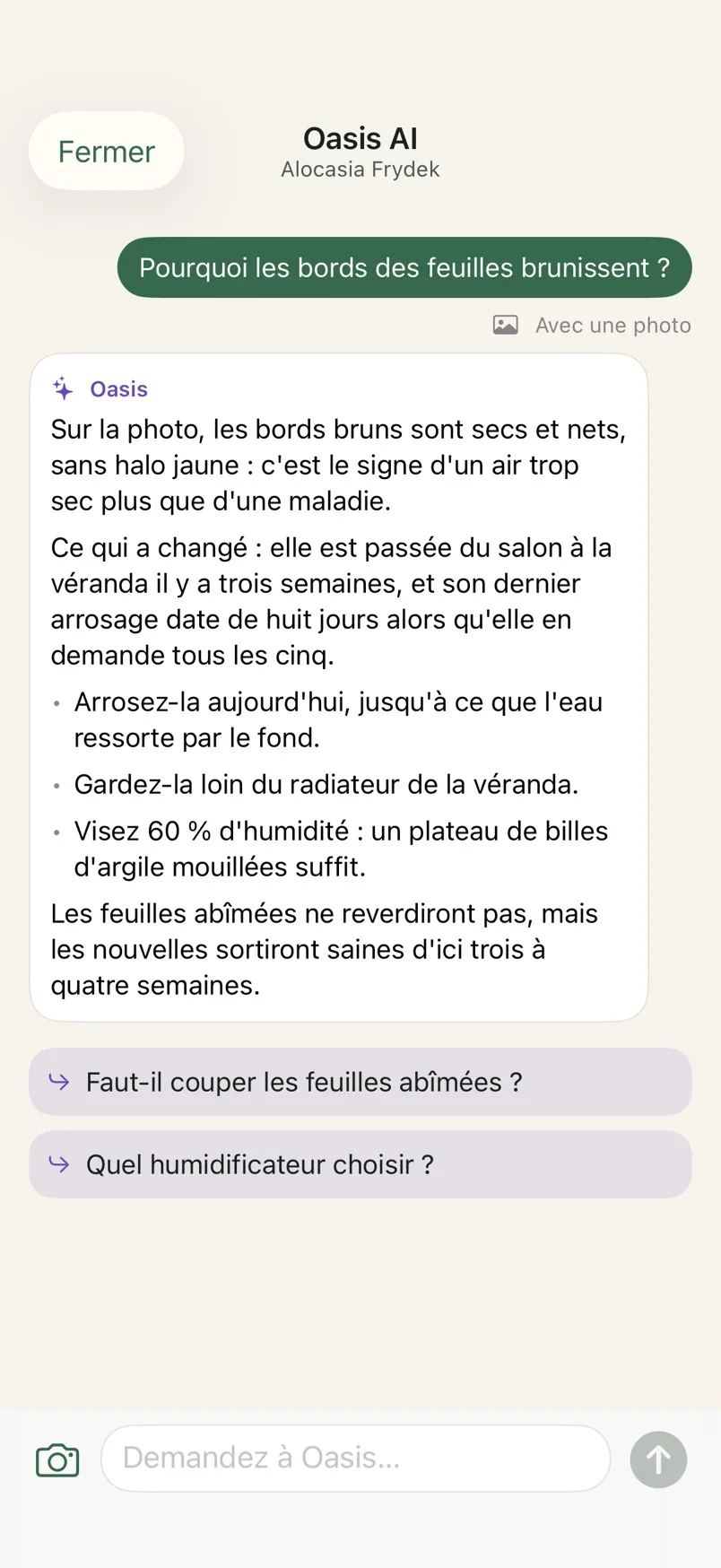Conversation avec Oasis AI à propos d'une Alocasia dont les bords des feuilles brunissent.